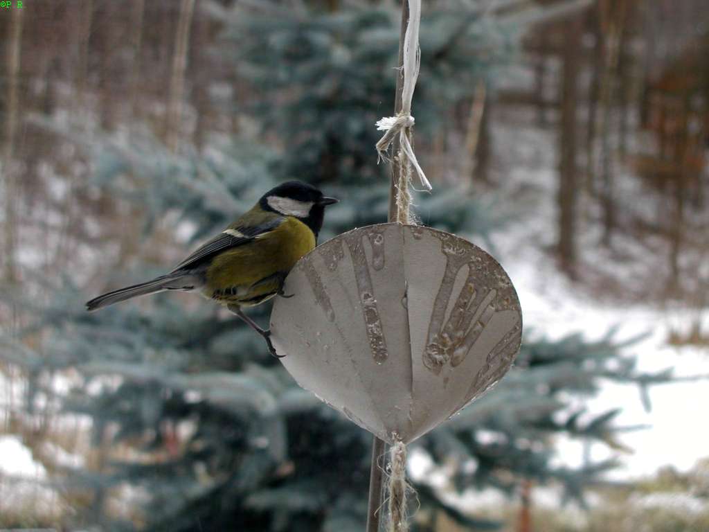 2006-02-25 028 sikorka